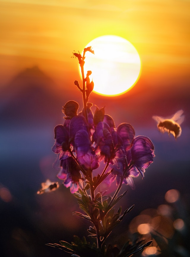 Bienensterben